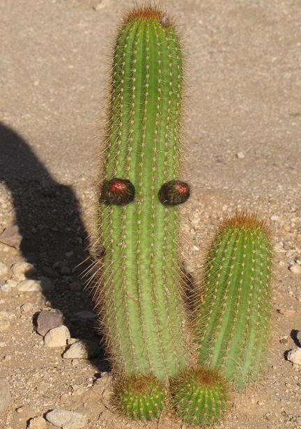 Echinopsis Spachiana